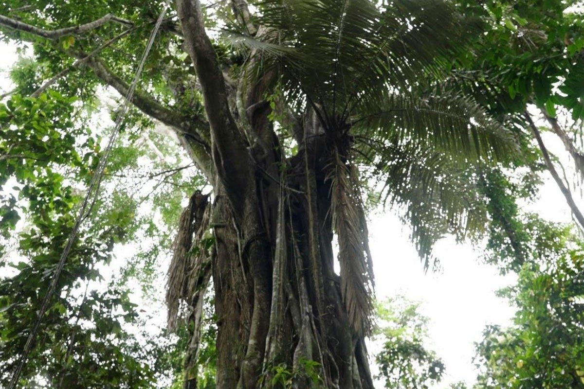 Hidden Within Amazon tree