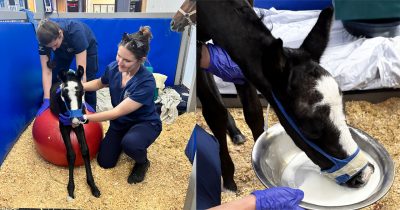 Two photos of Squirt the foal learning to walk and drink from a pan.